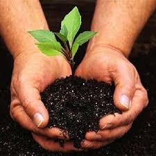 global bio fertilizer market