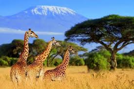 Greatest Safaris in Africa
