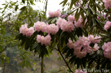Capture Rarely Seen Endemic Flower Species with WildFlora & their Skilled Guides
