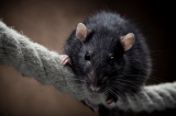 Common Types of Rodents Invading Homes
