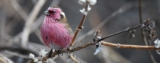 Spot an Endless Range of Birds and Animals with Qinghai Birding Tour this Summer