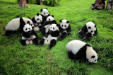 Explore the Unseen Quaint Beauty and Amusing Wildlife of Chengdu with AbsolutePanda