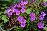 Enjoy the Serene Beauty of Endemic Flowers in China with Wild Flora Tour