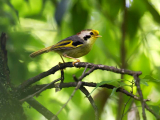 Get Lost in a Customizable Birding Tour in the Lap of Nature with Alpine Birding of China