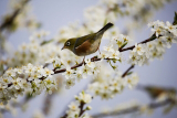 Mesmerize Yourself with Alpine Birding’s Beautifully Organized Tour in Qinghai