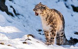 Witness an Exciting Photography Expedition in North Sichuan with Absolute Panda