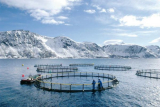 Global Aquaculture Market Potential, Production, Consumption Analysis Forecast 2027