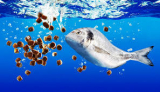 Aquafeed Market  – Size, Share, Growth, Segmentation & Industry 2018-2025