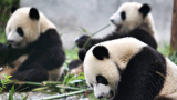 Learn Everything about Cute Pandas with Chengdu Panda Tour in the Heart of China
