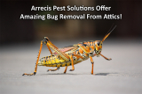Arrecis Pest Solutions Offer Amazing Bug Removal From Attics!