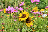 Book Wildflower Photography Tour and Spend a Few Days amidst Raw Nature of China